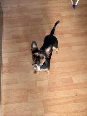 leo 1 jahr alt sucht neues zurhause
