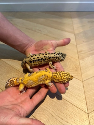 1.1 Supergaint Tremper Albino Zuchtpaar 