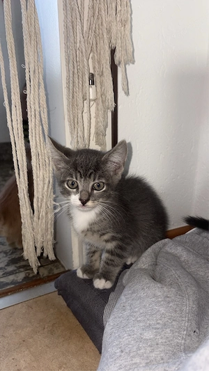 Babykatzen 