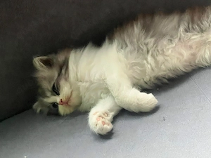Baby Katzen mix BLH