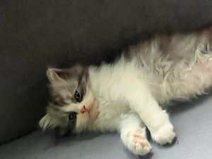 Baby Katzen mix BLH
