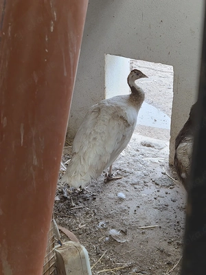 Pfauen Cameo