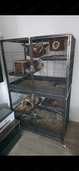 Verkaufe 2 Chinchillas  Bild 6