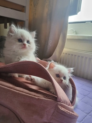 2 kätzchen suchen ein neues zuhause Bild 5