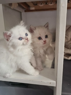2 kätzchen suchen ein neues zuhause Bild 4