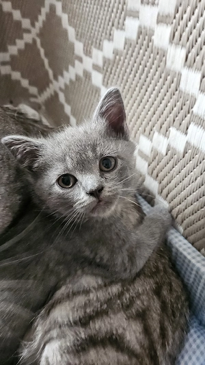 BKH Kitten Abgabebereit 