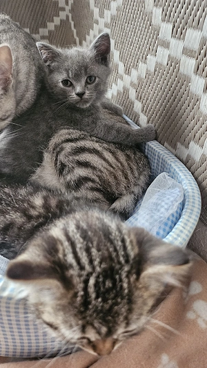 BKH Kitten Abgabebereit 