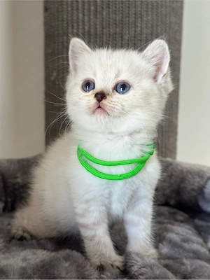 Wunderschöne BKH Kitten *Nur noch 1*