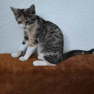 Wunderschöne, dreifarbige Glückskatze (Hauskatze, 4 Monate) sucht ein neues Zuhause