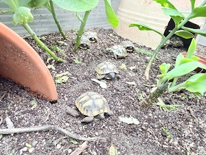 Griechische Landschildkröten (Testudo hermanni boettgeri)   Nachzuchten 2025 Bild 3
