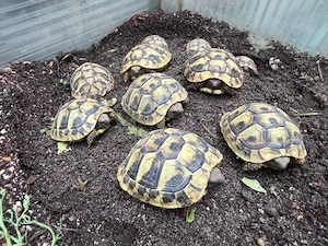 Griechische Landschildkröten (Testudo hermanni boettgeri)   Nachzuchten 2025