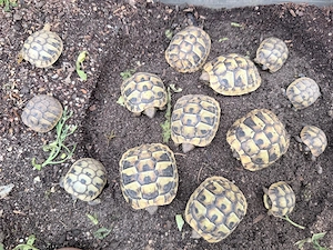 Griechische Landschildkröten (Testudo hermanni boettgeri)   Nachzuchten 2025 Bild 2