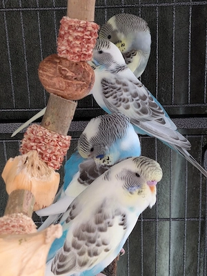 4 Wellensittiche 