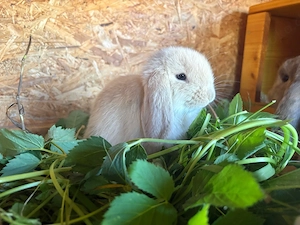 Minilop Zwergwidder Kaninchen Hasen 