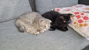 2 süße kitten suchen ihr zuhause