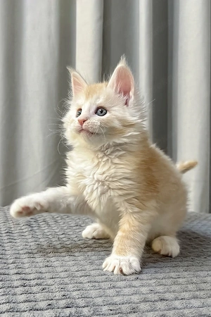 Wunderschöner Maine-Coon-Kater   Fabian | Red Silver & Grüne Augen   