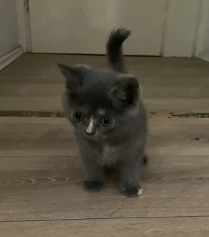 kitten sucht ein zuhause