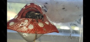 P. regius (Bahama Orange x White Island) abzugeben