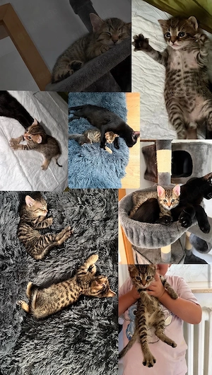    Zwei süße Katzenmädchen suchen gemeinsam ein Zuhause  