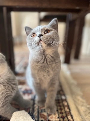 BKH Katze mit Stammbaum abgabebereit