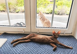 OKH Orientalisch Kurzhaar Katze