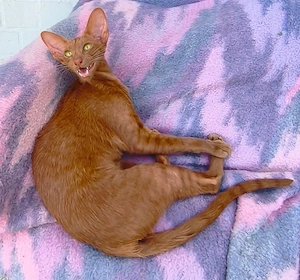 OKH Orientalisch Kurzhaar Katze Bild 2