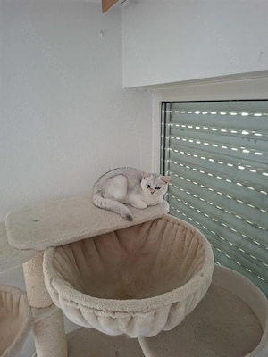 Reinrassige BKH kitten mit Stammbaum 