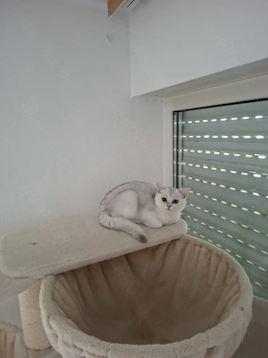 Reinrassige BKH Kitten mit Stammbaum 