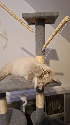  Wunderschöne Perserkatze sucht liebevolles Zuhause   