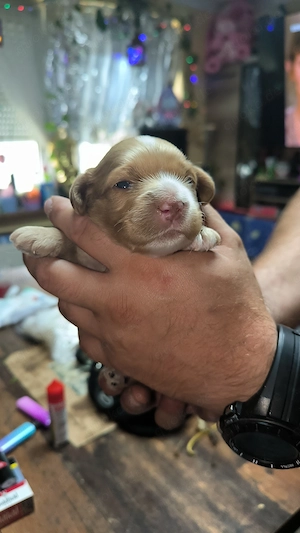 Cockerpoo Rüden F1