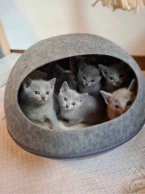 Reinrassige Russisch Blau Kitten mit Stammbaum liebevolle Familienaufzucht