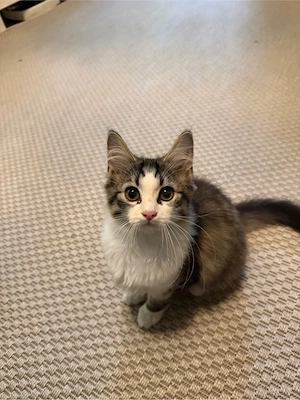 kitten lilie 