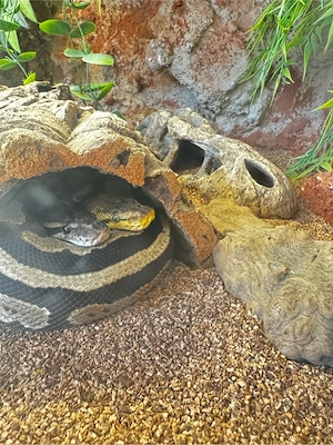 Königspython-Paar mit Terrarium und Zubehör Bild 4