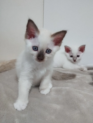 Birma Babykatzen 