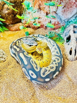 Königspython-Paar mit Terrarium und Zubehör Bild 5