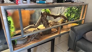 Königspython-Paar mit Terrarium und Zubehör