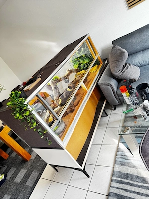 Königspython-Paar mit Terrarium und Zubehör Bild 3