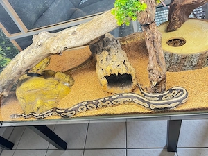 Königspython-Paar mit Terrarium und Zubehör Bild 2