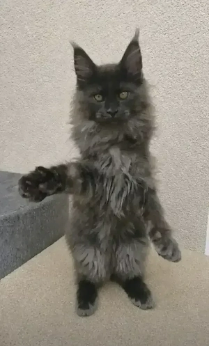 Maine Coon Blue Smoke 
