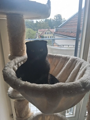 Kleines Bkh mix Mädchen sucht ein neues Zuhause 