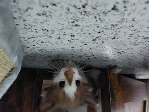 OLH, Javanesen und Balinesen Kitten 