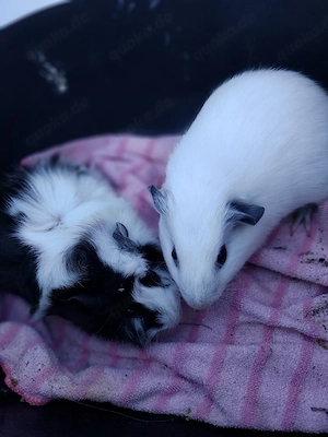 Zwei Meerschweinchen Damen, Sau