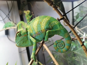 Jemenchamäleon Chamaeleo Calyptratus