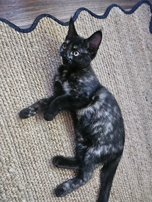 Bezauberndes Mix- Kitten