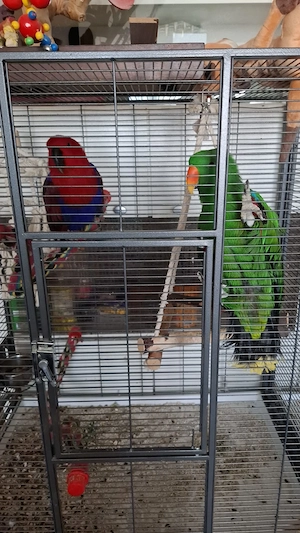 Papagein Hanna und Pepe 