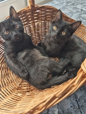Liebevolle BKH-Mix-Kitten suchen ihr Für-immer-Zuhause Bild 4