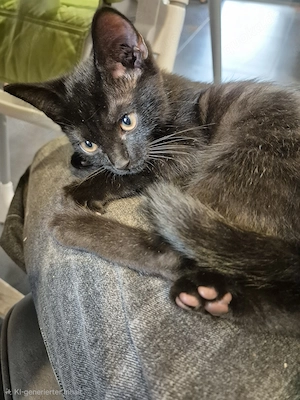 Liebevolle BKH-Mix-Kitten suchen ihr Für-immer-Zuhause Bild 7