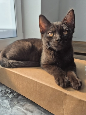 Liebevolle BKH-Mix-Kitten suchen ihr Für-immer-Zuhause Bild 2
