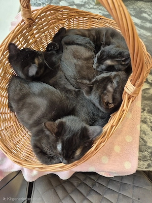 Liebevolle BKH-Mix-Kitten suchen ihr Für-immer-Zuhause Bild 3