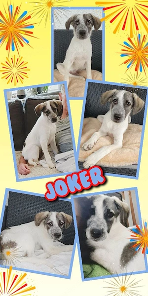 lieber, katzenverträglicher, menschenbezogener Welpenjunge "Joker" sucht ein Zuhause